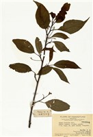 藏品(藍果樹)的圖片